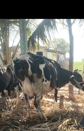 थंबनेल 4