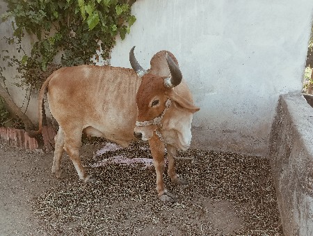 થંબનેલ 2