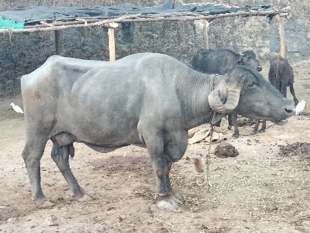 थंबनेल 2