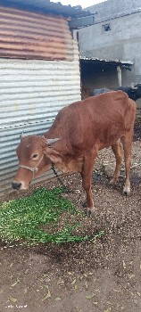 જર્સી વાસડી