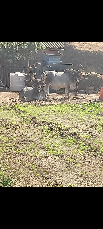 બળદ દેવા ના સે