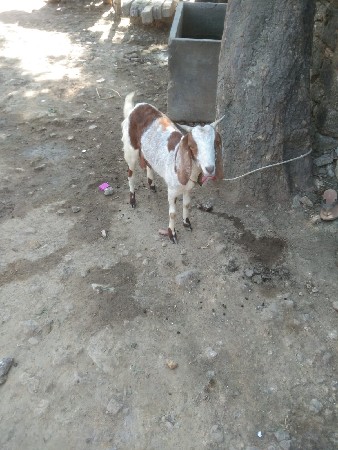 બકરી વેચવાની છે બે મહિનાની ધાબાણ બે