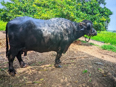 થંબનેલ 3