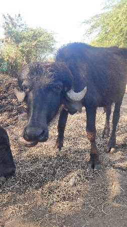 થંબનેલ 2