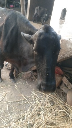 20દિવનીવિહાણેલસે.  સોજપણનીસે