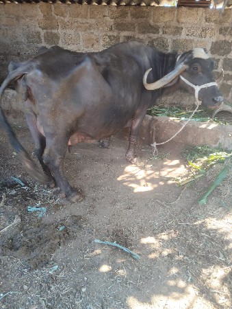 थंबनेल 2