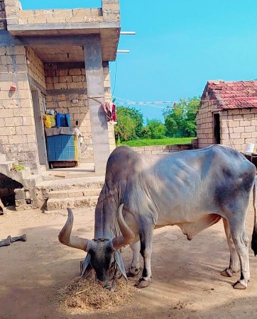 એક બરધ ખેડુ ને આપવો