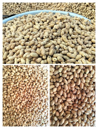 ગિરનાર મગફળી વેચવાની છે બિયારણ માટે