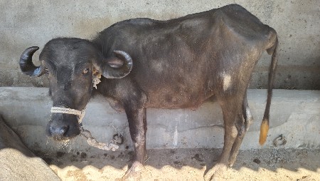 જાફરાબાદી ખઙેલી વેચવાની