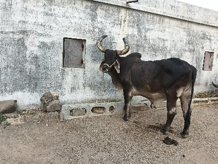 थंबनेल 3