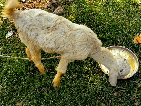 બે બકરા પાંચ મહિના ના