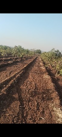 બગીચા વાળી જમીન વેચવા ની છે