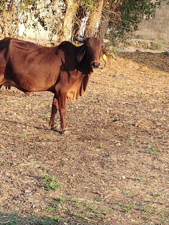 थंबनेल 2