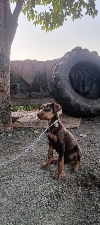 थंबनेल 2