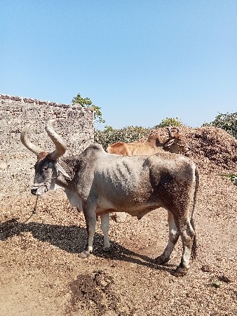 રોઝીયો બઙધ વેચવાનો છે