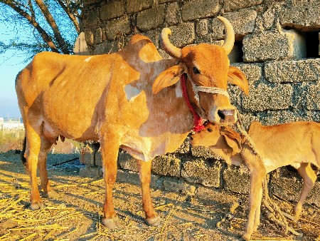 ગાય વેચવાની