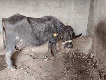 थंबनेल 2