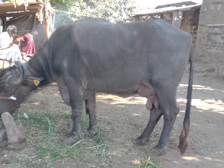 थंबनेल 2