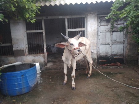 આ ગોધલો વેચવા નો છે