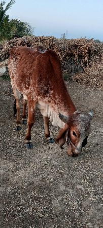 थंबनेल 3