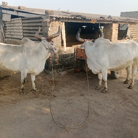 બડદ વેચવા ના છે