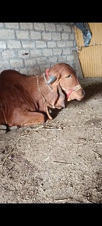 વાસરી વેચવાની સે