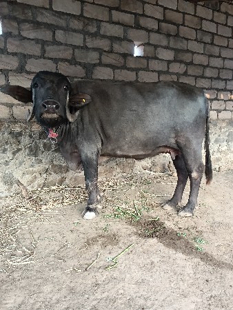 ભેંસ વેચવાની છે