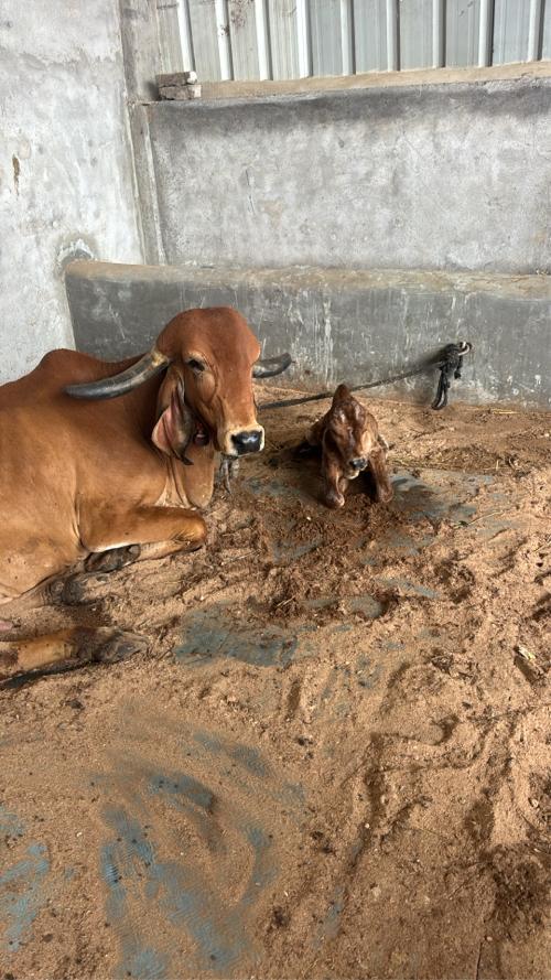 Gir Gay Bhavnagar BloodLine 
original Gir
2 ju vetar