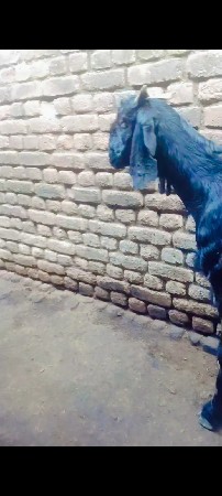 थंबनेल 2