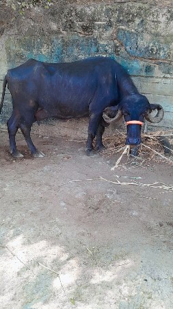 थंबनेल 2