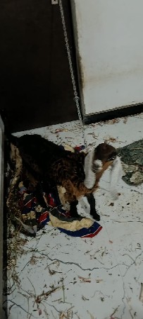 aa gidi vechavani che