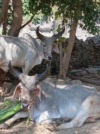 ગોધલા ની જોડી 
રાહ પોયોઈય