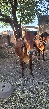 વસેરી લેવાની છે