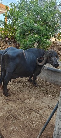 थंबनेल 3