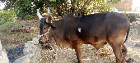 વેચવાનો છે