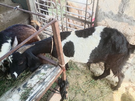 थंबनेल 3