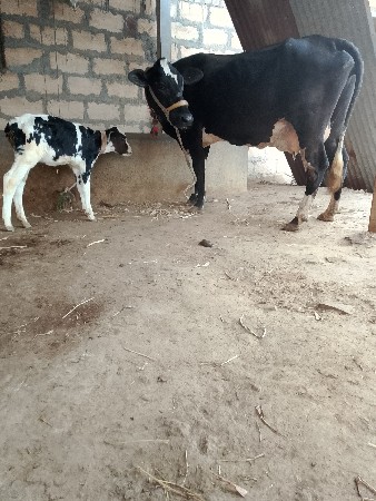 sf gay 2 vetar viyal