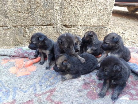 4  કુતરી વેચવાની છે.( ગલુડુયા )