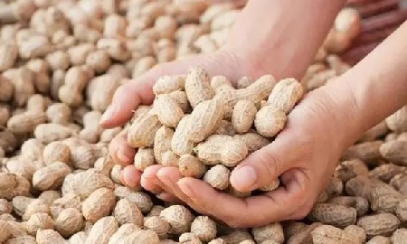 કોરી ૨૨ નંબર મગફળી વેચવાની છે.