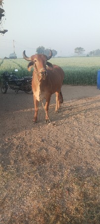 थंबनेल 3