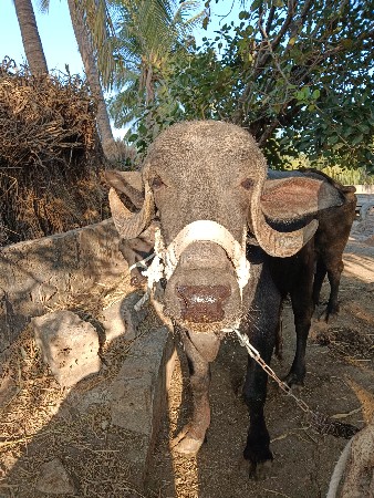 ખડેલી વેચવાની છે
