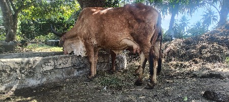 crossing gay vesvani se