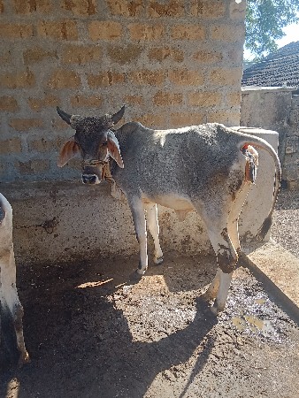 थंबनेल 3