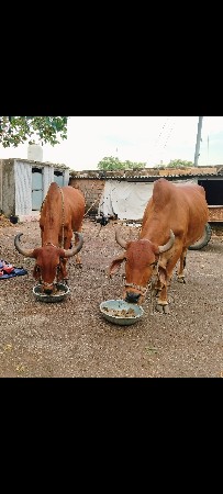 3 વાવણી વાવેલ ગોઢલા વેચવાના છે