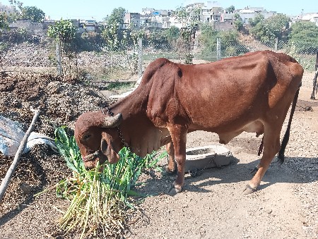 थंबनेल 2