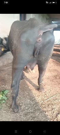 ભેસવેશવાનીછે