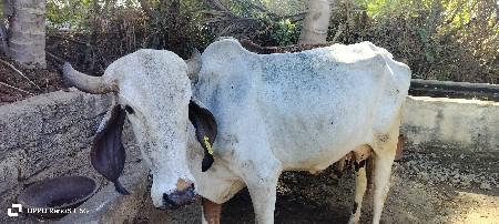 थंबनेल 3