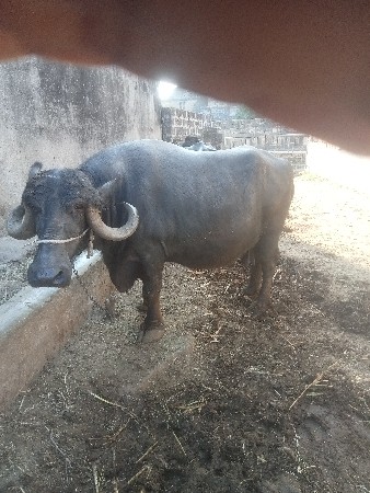 bhes vesvani se 3 vetar