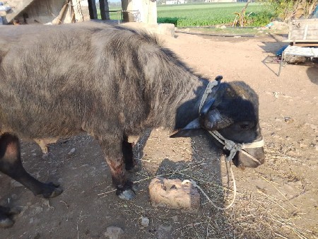 थंबनेल 3