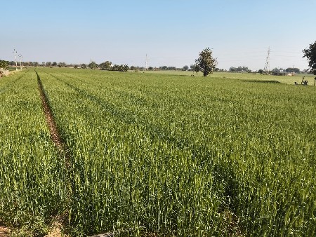 જમીન વેચવા ની છે